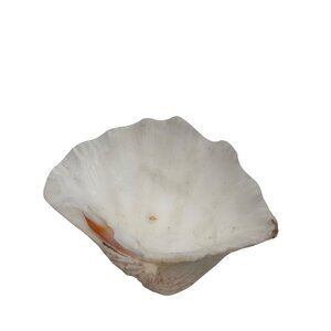 Natural White Scallop Seashell Decorative Bowl Unique Texture & Ocean-Inspired V